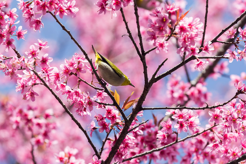 Cherry Blossom Bird Wallpaper Wall Mural