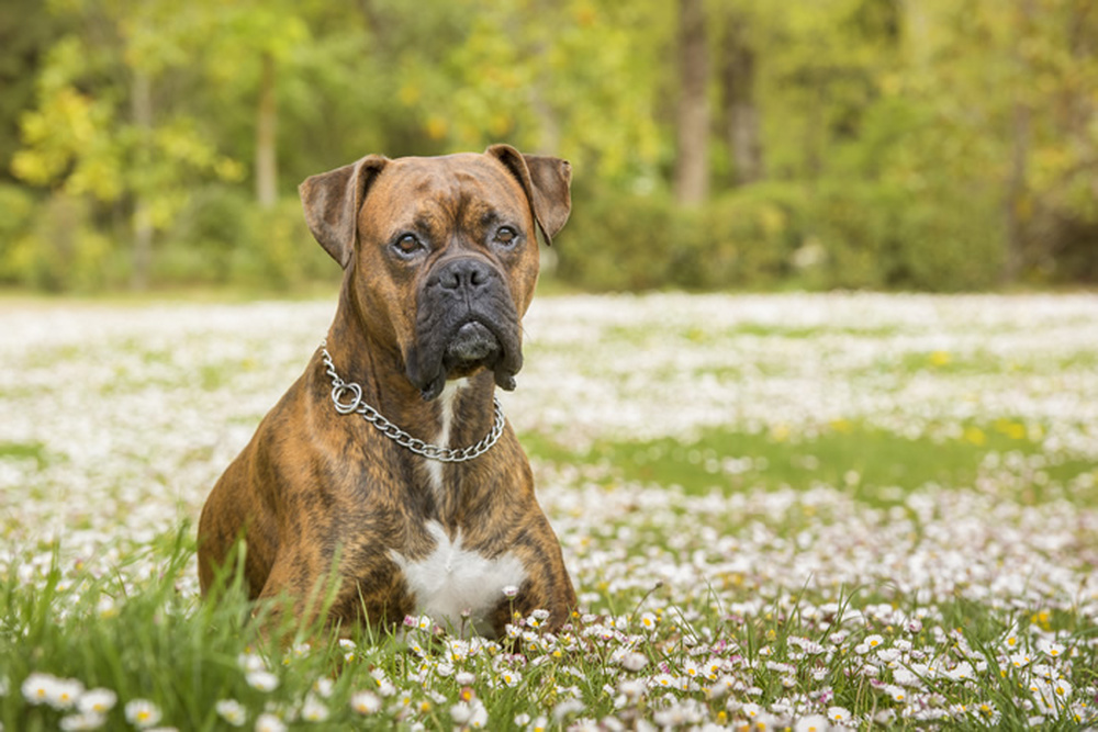 Boxer Dog Wallpaper Wall Mural