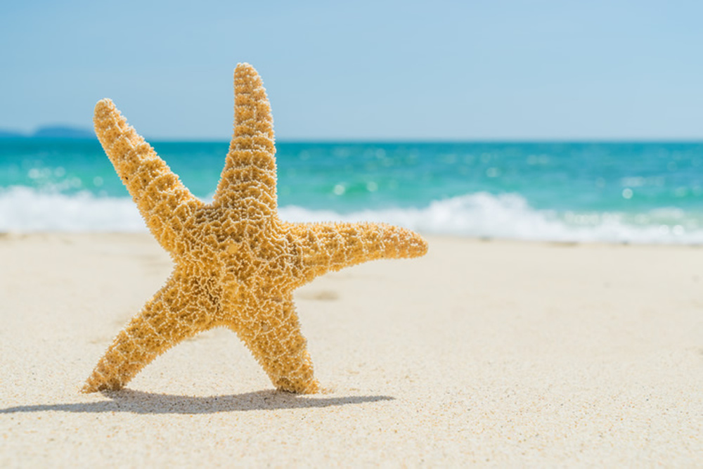 Starfish Beach Wallpaper Wall Mural