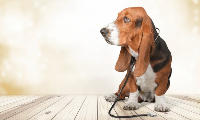 Doctor Basset Hound Wallpaper Wall Mural Wallpaper hound hound wallpaper basset basset hound 3d abstract real artists make. doctor basset hound wallpaper wall mural