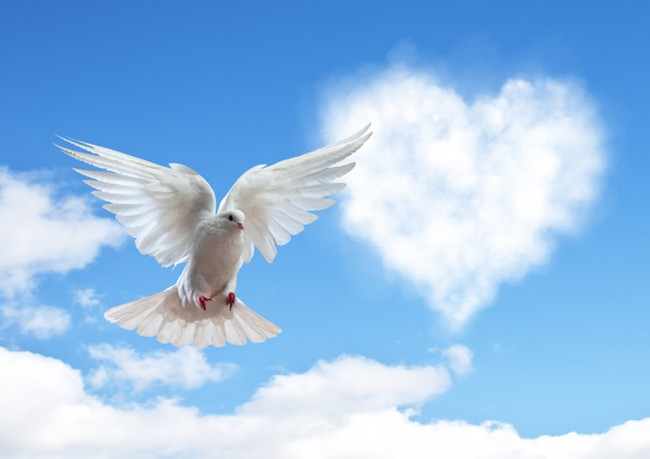 White Dove Wallpaper Wall Mural