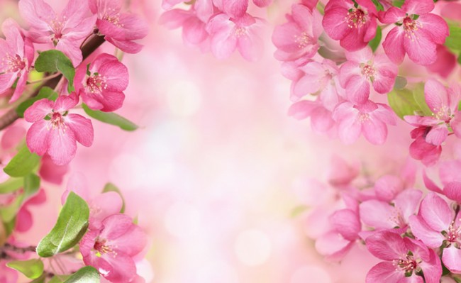 Pink Cherry Blossom Wallpaper Wall Mural