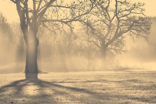 Misty Forest Wallpaper Wall Mural