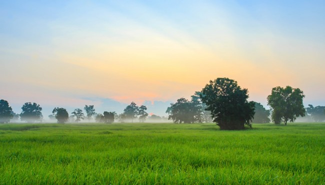 Morning Meadow Wallpaper Wall Mural