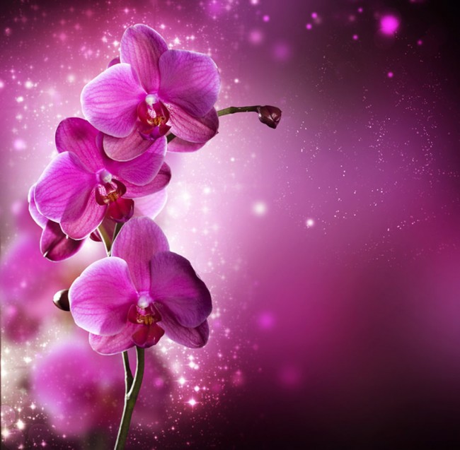 Orchid wallpaper hot sale