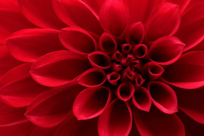 Red Dahlia Flower Wallpaper Wall Mural Find the large collection of 34000+ flower background images on pngtree. red dahlia flower wallpaper wall mural