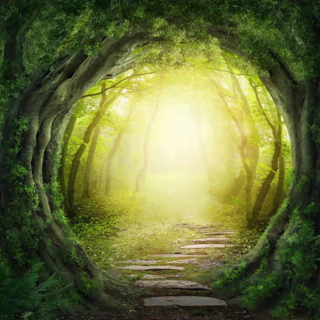 Magical Forest Images  Browse 216935 Stock Photos Vectors and Video   Adobe Stock