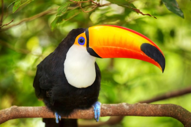 Toucan Wallpaper Wall Mural