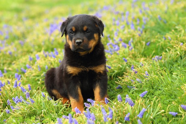 Rottweiler Puppy Wallpaper Wall Mural