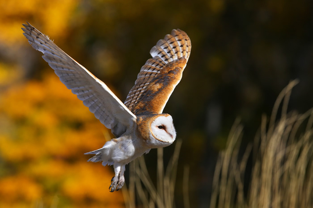 Barn Owl Wallpaper Wall Mural