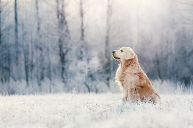Golden Retriever Snow Wallpaper Wall Mural