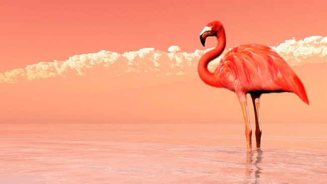 Pink Flamingo Wallpaper Wall Mural Awesome flamingo wallpaper for desktop, table, and mobile. pink flamingo wallpaper wall mural