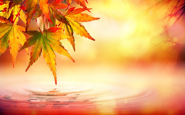 Autumn Leaves Wallpaper Wall Mural