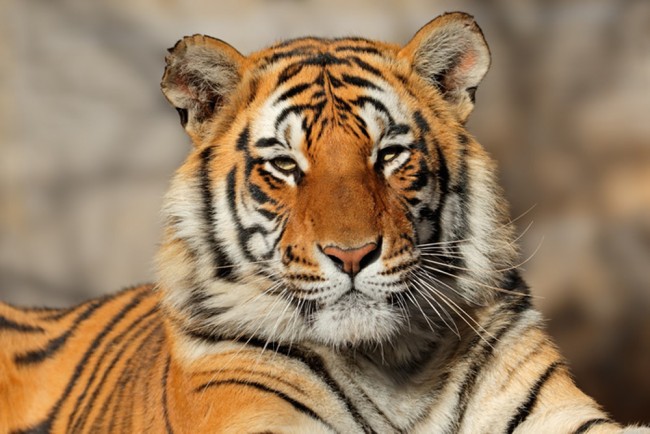 Tiger Wallpaper Wall Mural