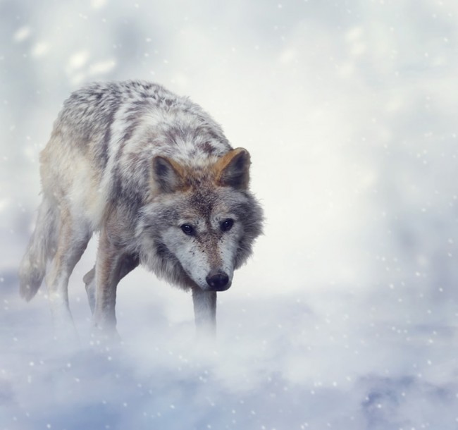 Stalking Wolf Wallpaper Wall Mural