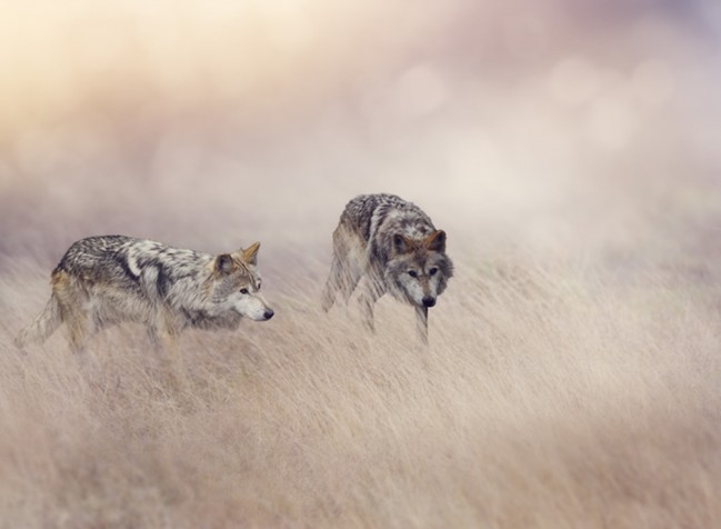 Wolf Pack Wallpaper Wall Mural Only the best hd background pictures. wolf pack wallpaper wall mural