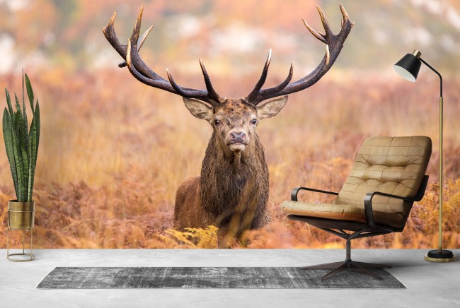 Red Stag Wallpaper Wall Mural Stag wallpapers deer animal backgrounds rave ravepad anything place desktop background hipwallpaper wall abyss. red stag wallpaper wall mural