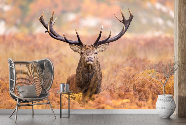 Red Stag Wallpaper Wall Mural Feel free to send us. red stag wallpaper wall mural