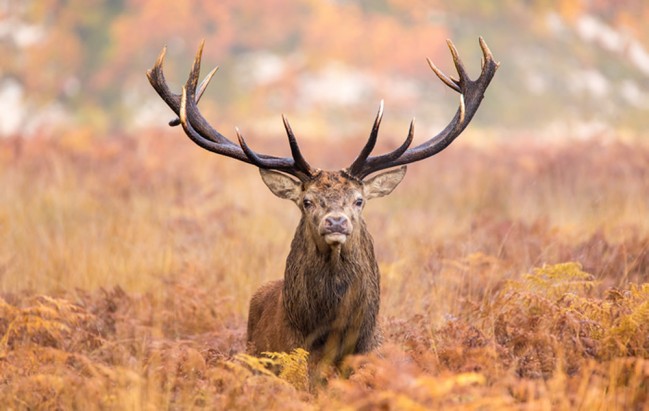 Red Stag Wallpaper Wall Mural