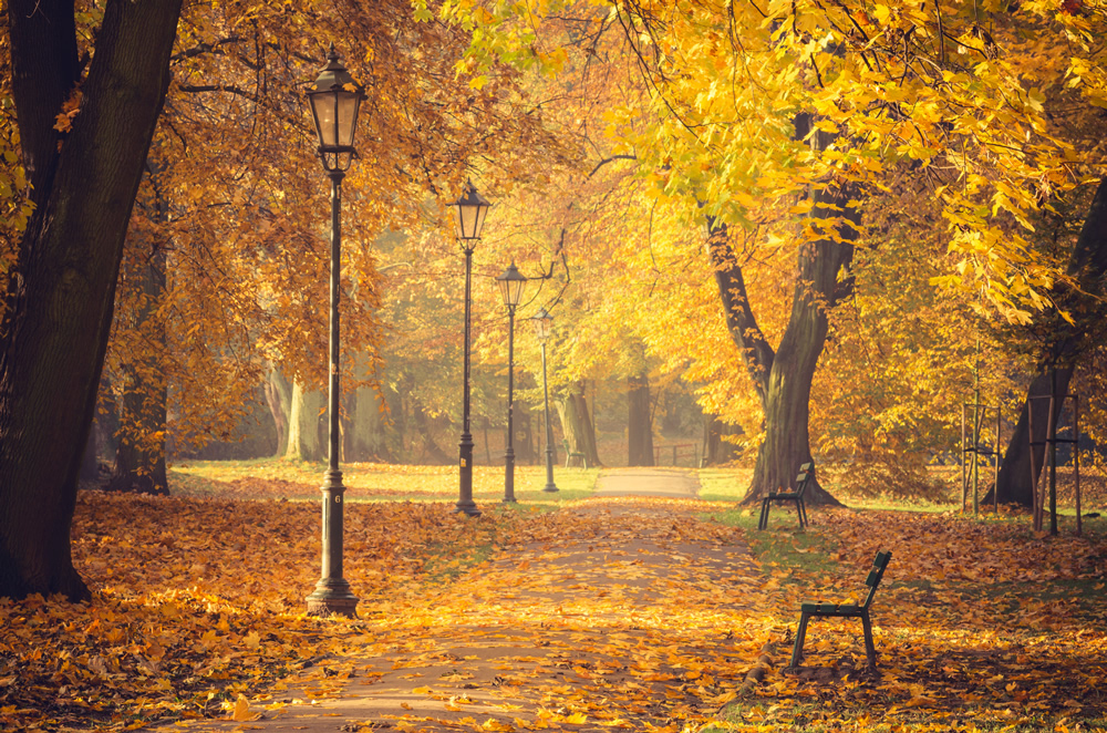 autumn path woodland trees wallpaper wall mural