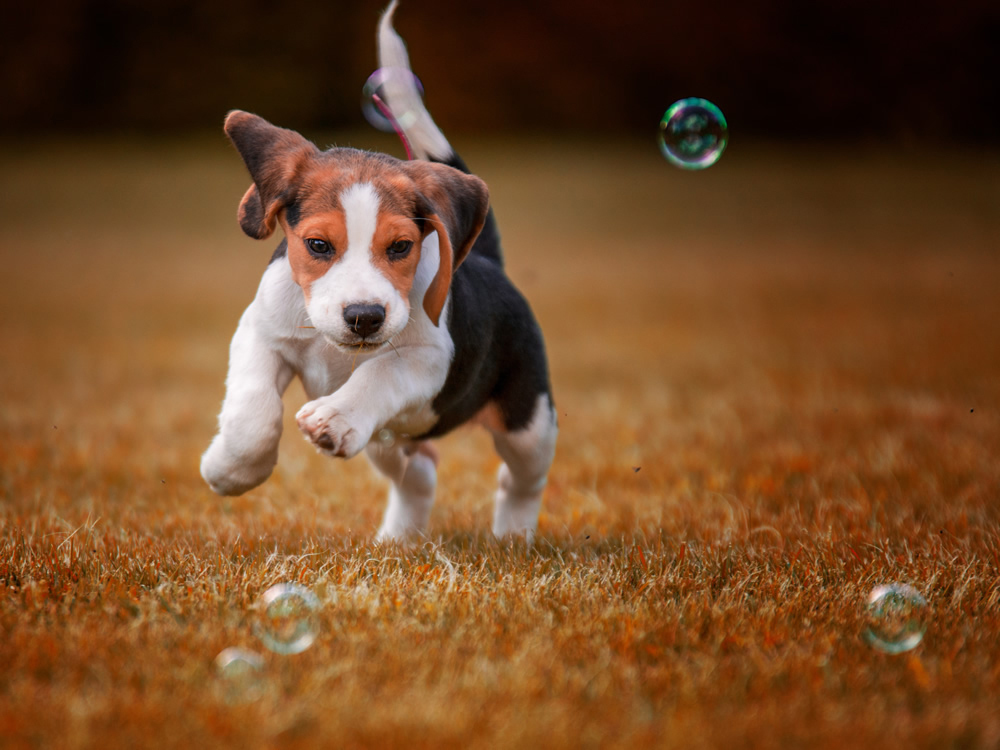 Beagle Puppy Dog Wallpaper Wall Mural
