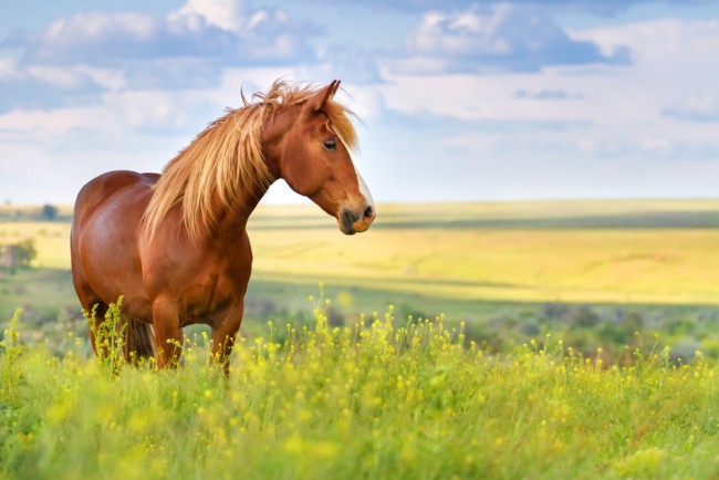 Country Horse Wallpaper Wall Mural