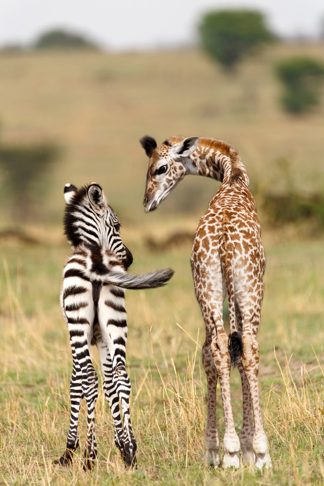 Safari Friends Zebra Giraffe Wallpaper Wall Mural