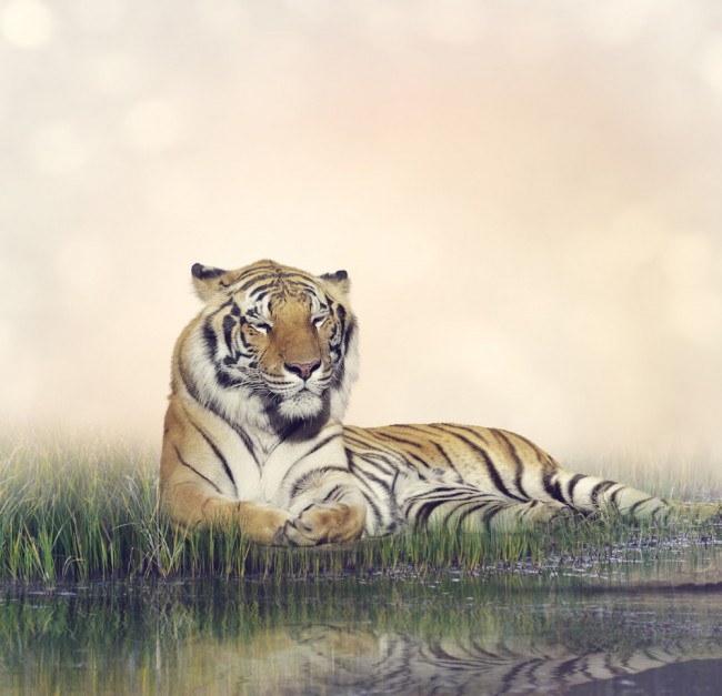 Resting Male Tiger Wallpaper Wall Mural