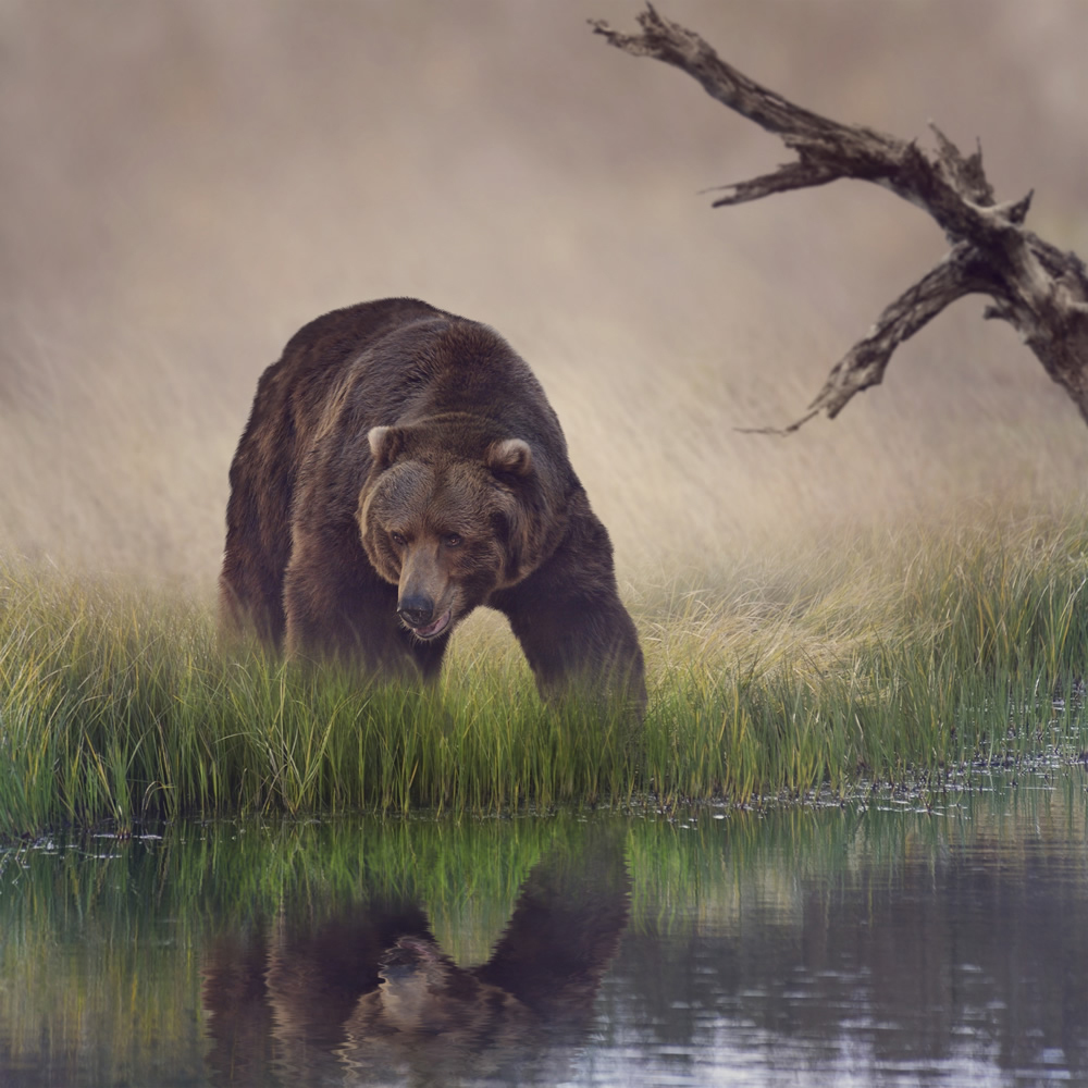 Grizzly Bear Wallpaper Wall Mural