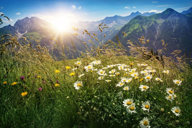 Mountain Landscape Spring Flowers Wallpaper Wall Mural