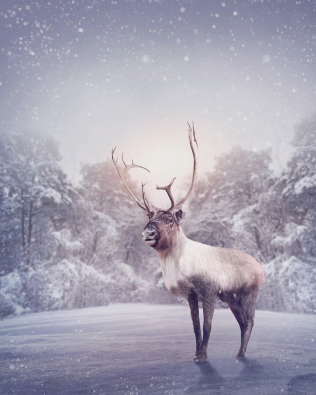 Reindeer wallpaper hotsell