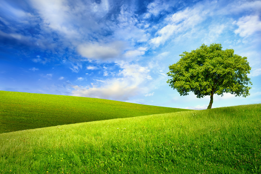 green tree meadow blue sky wallpaper wall mural