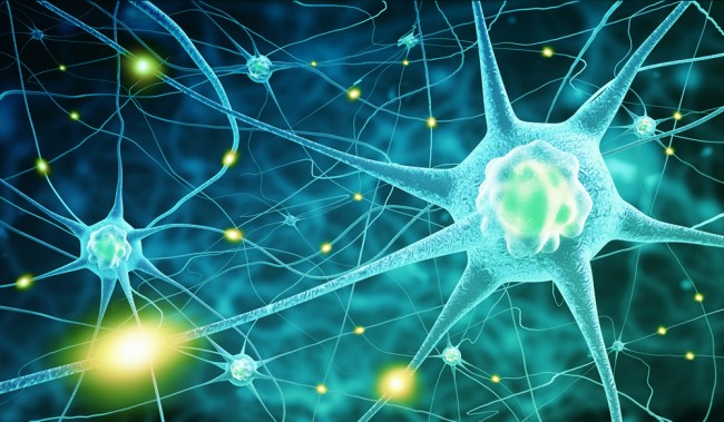 Nerve Cells Biology Science Wallpaper Wall Mural