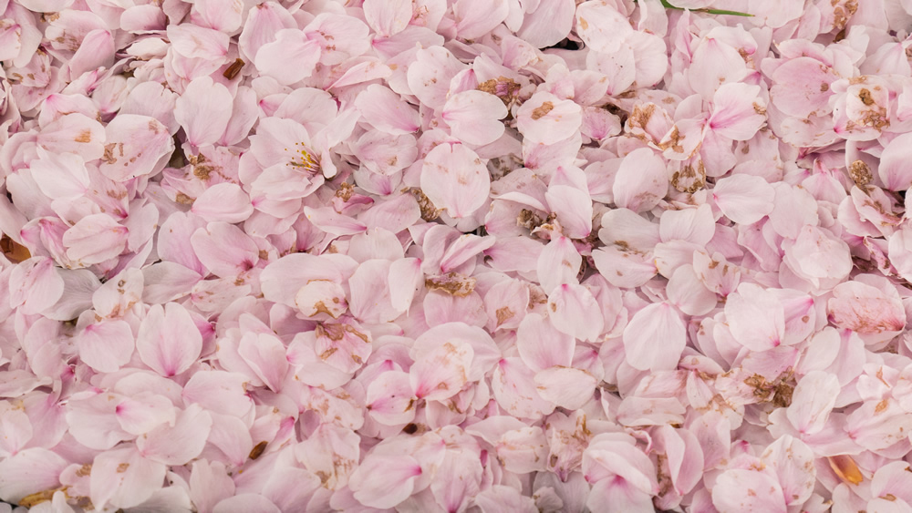 Pink Cherry Blossom Petals Wallpaper Wall Mural Pink Cherry Blossom Petals Wallpaper Wall Mural