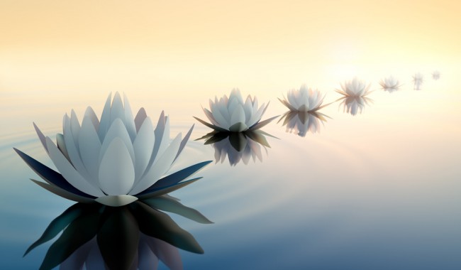 Lotus Flower Tranquil Water Wallpaper Wall Mural