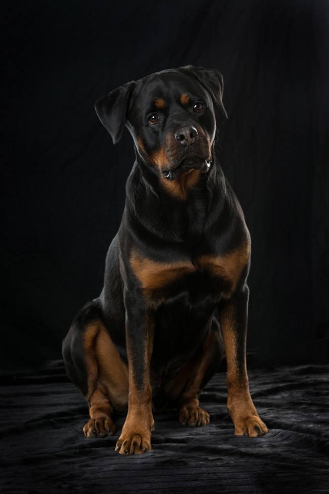Rottweiler Wallpaper Wall Giftwatches Co