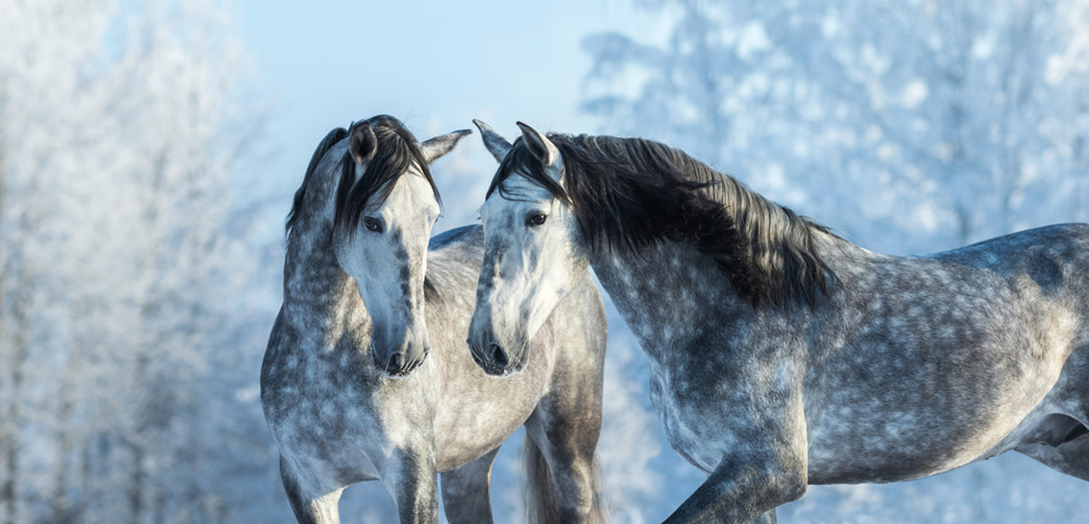 Grey Stallion Horse White Winter Woods Wallpaper Wall Mural