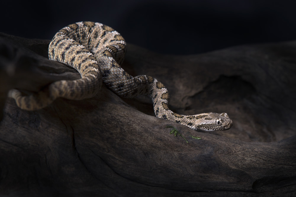 Poisonous Rattlesnake Wallpaper Wall Mural