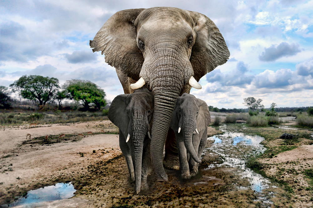 Grey Elephants Wild Animals Wallpaper Wall Mural