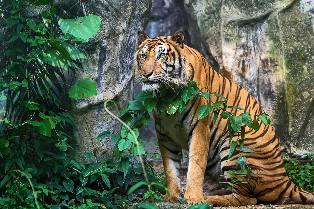 Jungle Tiger Wallpaper Wall Mural