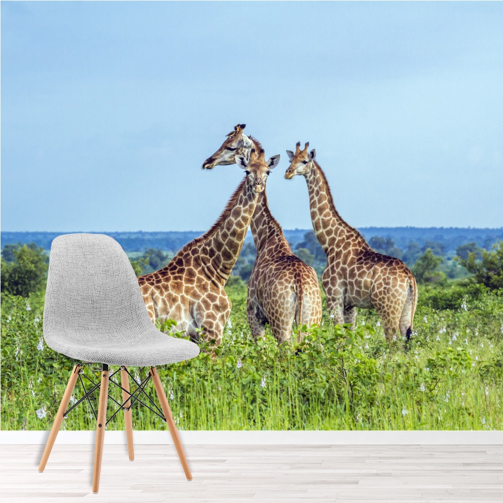 Giraffe Trio Wallpaper Wall Mural