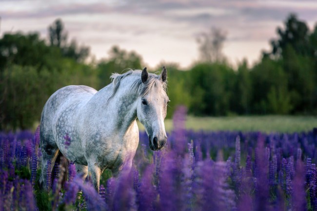 White Horse Purple Flower Field Wallpaper Wall Mural