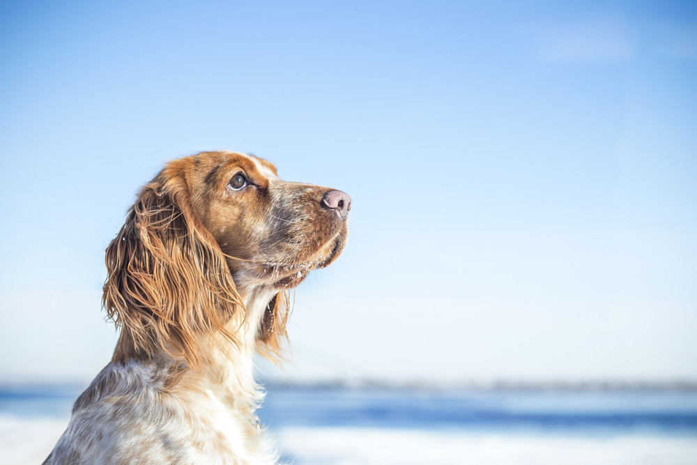 Cocker Spaniel Dog Portrait Wallpaper Wall Mural