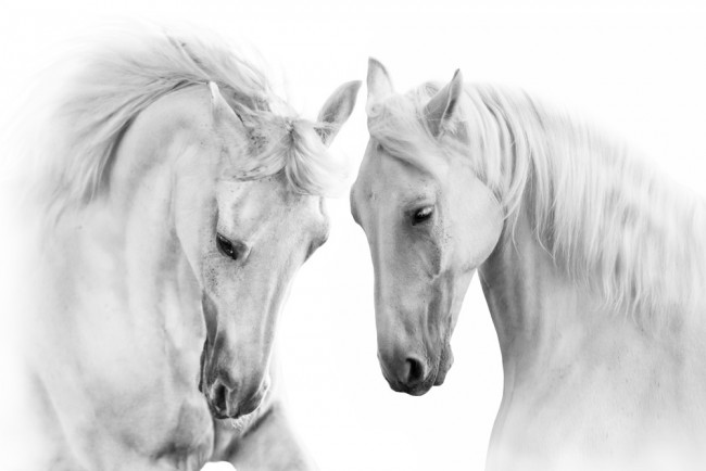 Beautiful White Horses Wallpaper Wall Mural Find and download white horse wallpapers wallpapers, total 25 desktop background. beautiful white horses wallpaper wall mural