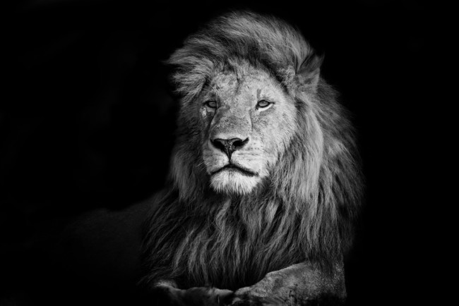 Lion Portrait Wallpaper Wall Mural ❤ get the best lion desktop backgrounds on wallpaperset. lion portrait wallpaper wall mural