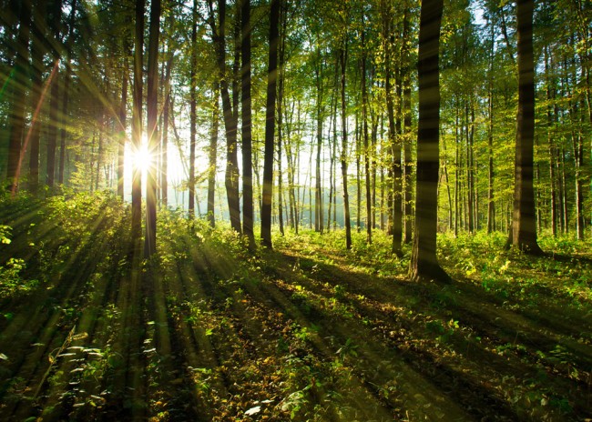 Forest tree wallpaper hotsell