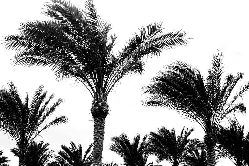 black and white palm tree wallpaper