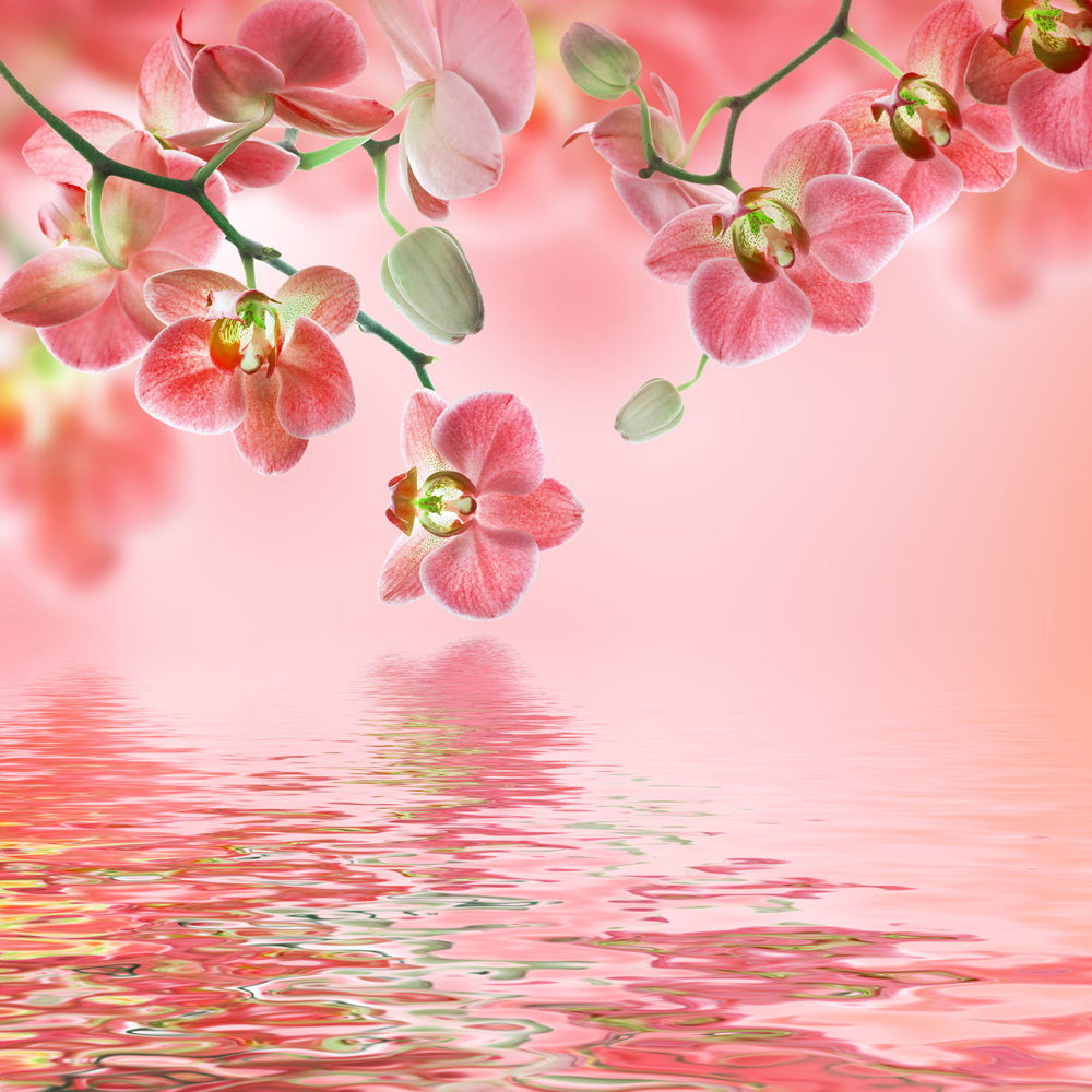 Pink Orchid Flowers On Water Wallpaper Wall Mural A collection of the top 42 orchid wallpapers and backgrounds available for download for free. pink orchid flowers on water wallpaper wall mural