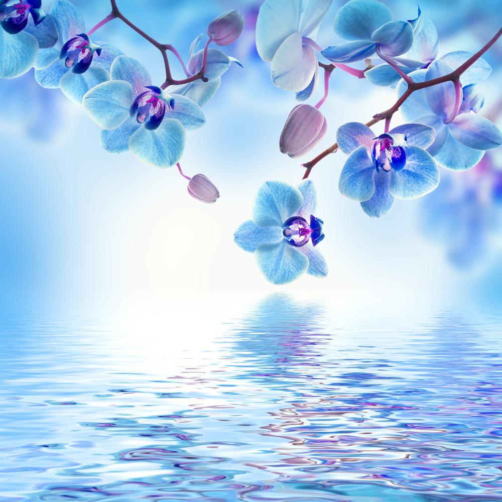 Blue Orchid Flowers On Water Wallpaper Wall Mural February 17, 2021 by admin. blue orchid flowers on water wallpaper wall mural