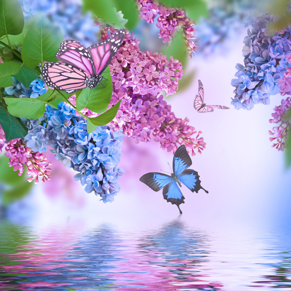 Lilac Flowers Blue Purple Butterfly Wallpaper Wall Mural A white and lilac french headboard sits against a lilac painted wall lined with light purple crown molding. lilac flowers blue purple butterfly wallpaper wall mural